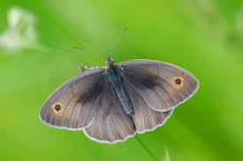 Attēlu rezultāti vaicājumam “Maniola jurtina male”