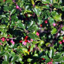 Attēlu rezultāti vaicājumam “Ilex x meserveae”