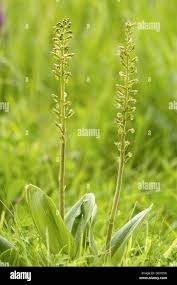 Attēlu rezultāti vaicājumam “Listera ovata flower”