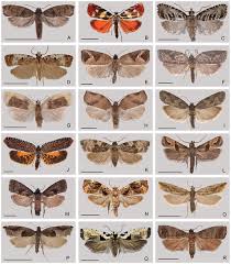 Attēlu rezultāti vaicājumam “Tortricidae”