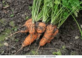 Attēlu rezultāti vaicājumam “Daucus carota subsp. carota”