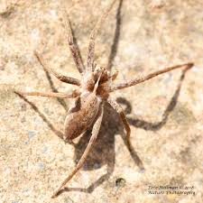 Attēlu rezultāti vaicājumam “Pisaura mirabilis”