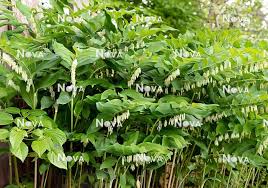 Attēlu rezultāti vaicājumam “Polygonatum multiflorum”