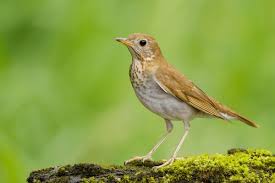 Image result for Catharus fuscescens