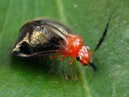 Attēlu rezultāti vaicājumam “Psocoptera”