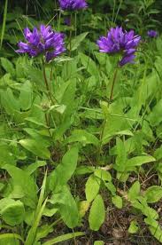 Attēlu rezultāti vaicājumam “Campanula glomerata bud”