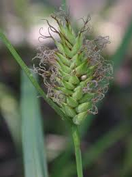 Attēlu rezultāti vaicājumam “Carex atherodes”