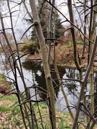 Attēlu rezultāti vaicājumam “Crataegus macracantha”
