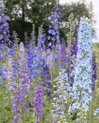 Image result for Rittersporn