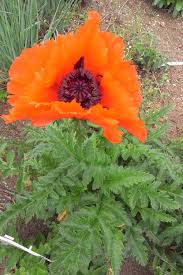 Image result for Papaver orientale
