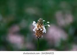 Attēlu rezultāti vaicājumam “Plantago lanceolata flower”