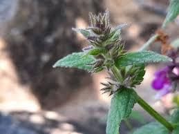 Attēlu rezultāti vaicājumam “Stachys palustris fruit”