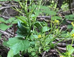 Attēlu rezultāti vaicājumam “Barbarea vulgaris subsp. arcuata fruit”