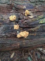 Attēlu rezultāti vaicājumam “Heterotrichia obvelata (syn. Arcyria obvelata) young”