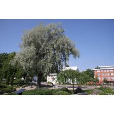 Attēlu rezultāti vaicājumam “Salix alba var. sericea”