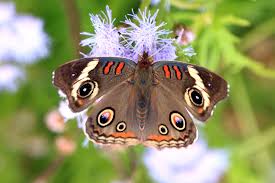 Attēlu rezultāti vaicājumam “Nymphalidae”