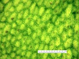 Attēlu rezultāti vaicājumam “Riccardia palmata”