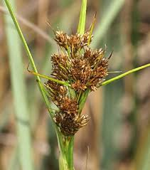 Attēlu rezultāti vaicājumam “Cladium mariscus leaf”