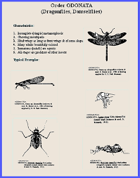 Attēlu rezultāti vaicājumam “Odonata”