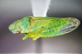 Attēlu rezultāti vaicājumam “Auchenorrhyncha”