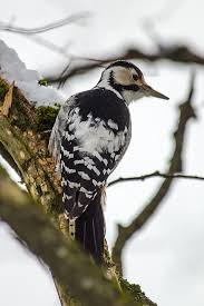 Attēlu rezultāti vaicājumam “Dendrocopos leucotos”