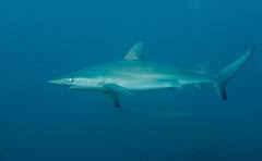Image result for Carcharhinus obscurus