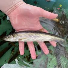 Image result for Osmerus mordax