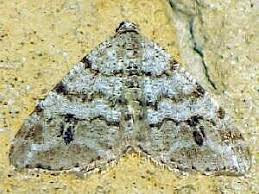 Attēlu rezultāti vaicājumam “Macaria signaria”