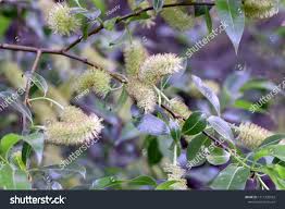 Attēlu rezultāti vaicājumam “Salix pentandra flower”