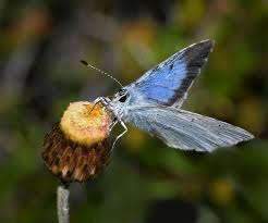 Attēlu rezultāti vaicājumam “Celastrina argiolus”