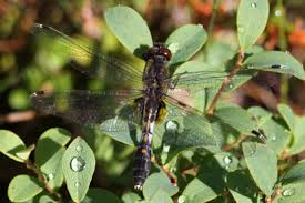Attēlu rezultāti vaicājumam “Leucorrhinia caudalis”