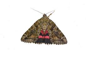 Attēlu rezultāti vaicājumam “Catocala sponsa”