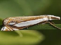 Attēlu rezultāti vaicājumam “Crambus hamella”