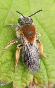 Attēlu rezultāti vaicājumam “Andrena haemorrhoa female”