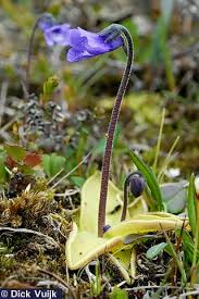 Attēlu rezultāti vaicājumam “Pinguicula vulgaris”