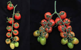 Afbeeldingsresultaat voor CDB tomato