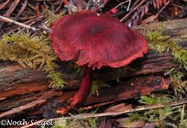 Attēlu rezultāti vaicājumam “Cortinarius sanguineus”