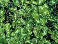 Attēlu rezultāti vaicājumam “Barbilophozia attenuata”