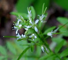 Attēlu rezultāti vaicājumam “xComagaria rosea  flower”