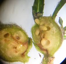 Attēlu rezultāti vaicājumam “Aulacidea hieracii”