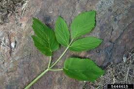 Attēlu rezultāti vaicājumam “Aegopodium podagraria leaf”