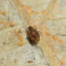 Attēlu rezultāti vaicājumam “Chaitophorus populeti”