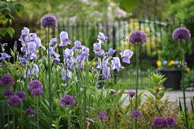 Image result for Iris