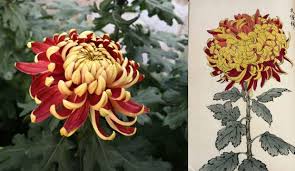 Image result for Chrysanthemum spectabile