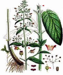 Attēlu rezultāti vaicājumam “Scrophularia umbrosa”