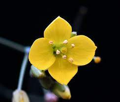Image result for Diplotaxis tenuifolia