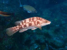 Image result for Labrus bergylta