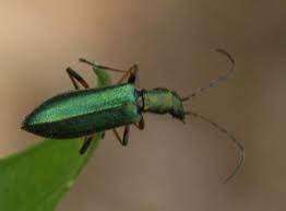 Attēlu rezultāti vaicājumam “Chrysanthia geniculata”