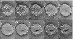 Image result for фотография вируса вич