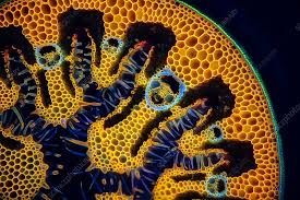 Attēlu rezultāti vaicājumam “Ammophila sp.”